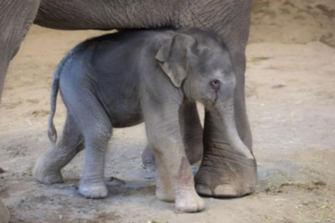 Baby elephant Tula-Tu finding comfort near her mother's leg