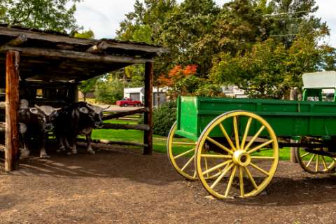 Historical scene recreation of cattle and a cart at the End of the Oregon Trail Interpretive Center in Oregon City, Oregon